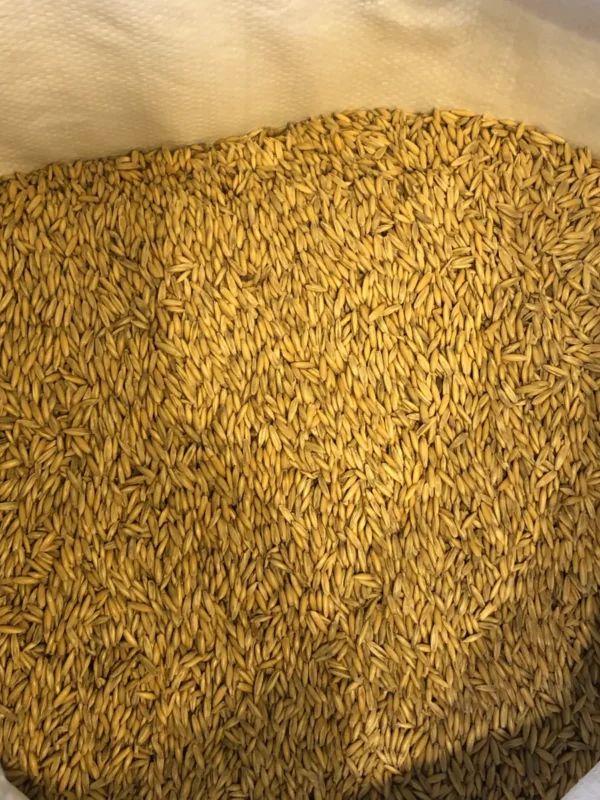 c10 oat malt