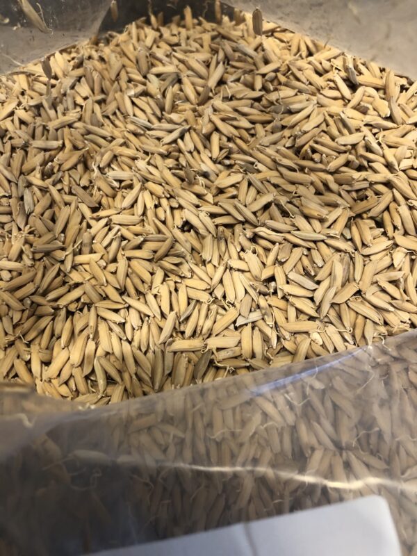 Pale Ale Rice Malt 5lbs